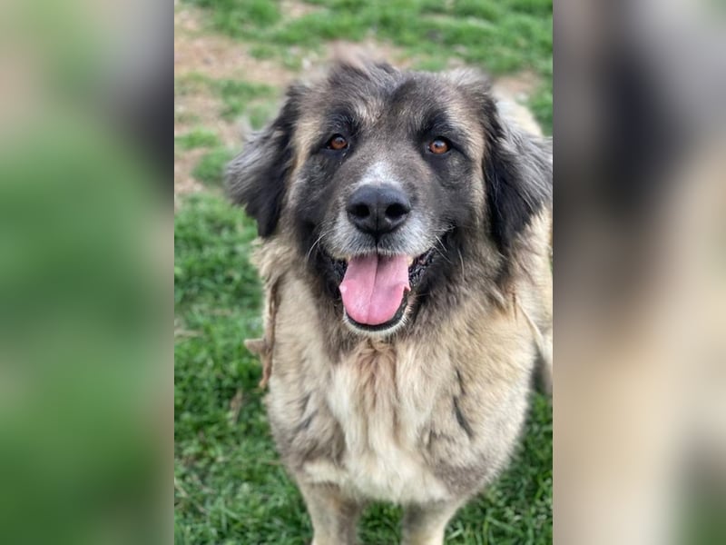 Harper, geb. ca. 12/2018, lebt in GRIECHENLAND, im städt. Tierheim Serres