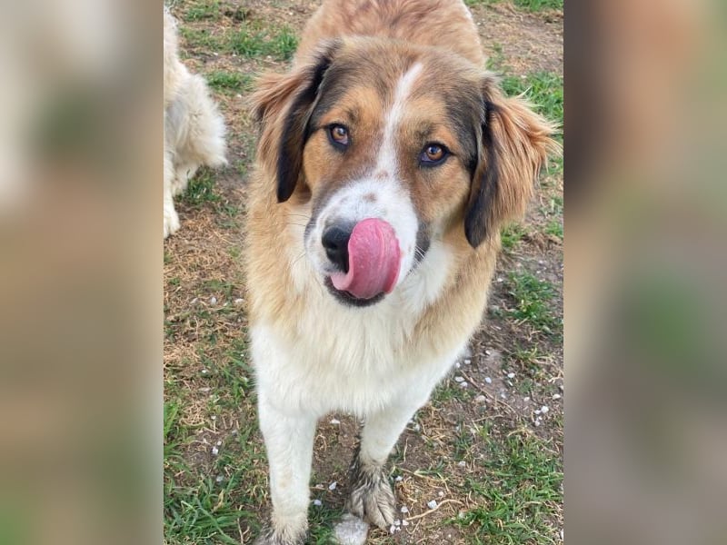 Barkley, geb. ca. 10/2024, lebt in GRIECHENLAND, auf einer privaten Pflegestelle