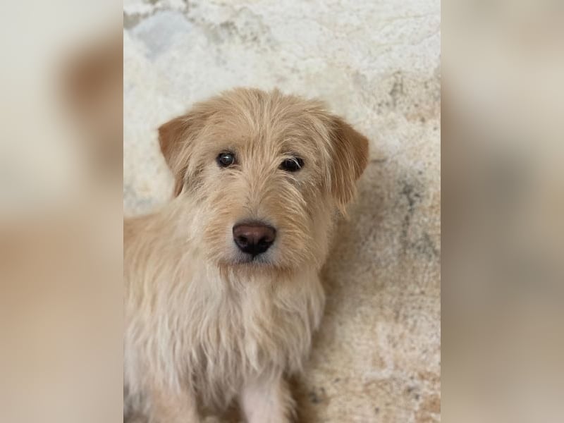 Susan, geb. ca. 04/2024, lebt in GRIECHENLAND, auf einer privaten Pflegestelle