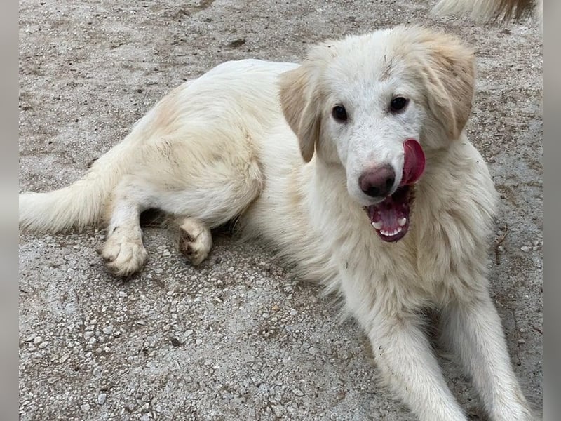 Bazo, geb. ca. 02/2025, lebt in GRIECHENLAND, auf einer privaten Pflegestelle