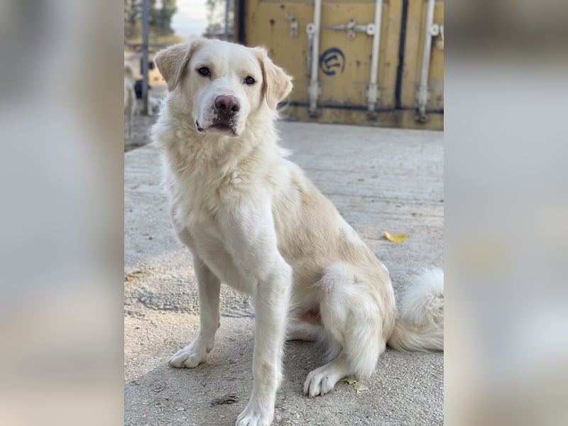 Miraz, geb. ca. 02/2023, lebt in GRIECHENLAND, im städt. Tierheim Serres