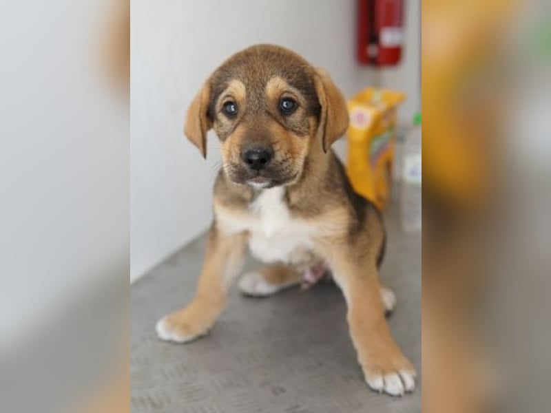 Kuba, geb. ca. 12/2025, lebt in GRIECHENLAND, auf einer privaten Pflegestelle