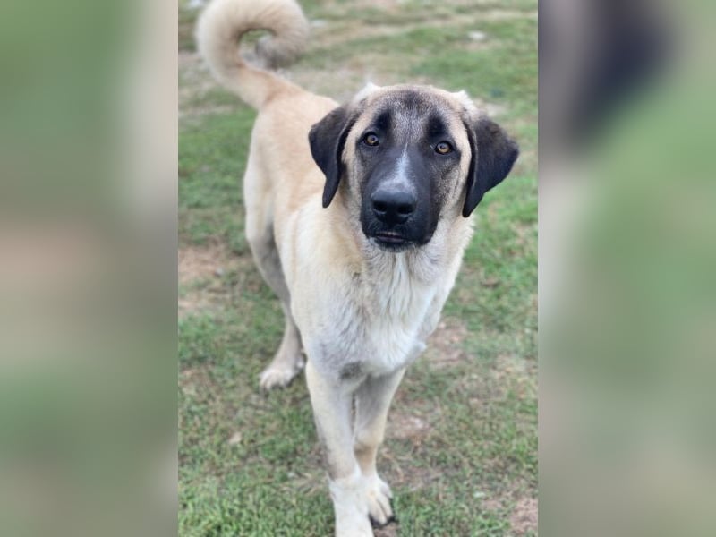 Twixx, geb. ca. 03/2025, lebt in GRIECHENLAND, im städt. Tierheim Serres