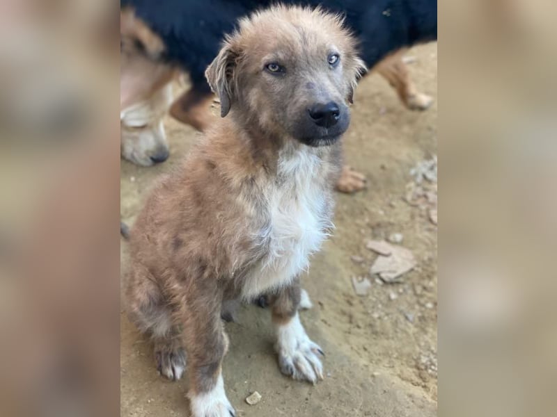 Franklyn, geb. ca. 06/2025, lebt in GRIECHENLAND, auf einer privaten Pflegestelle