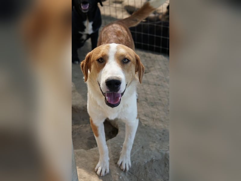 Benji, geb. ca. 10/2024, lebt in GRIECHENLAND, im städt. Tierheim Serres