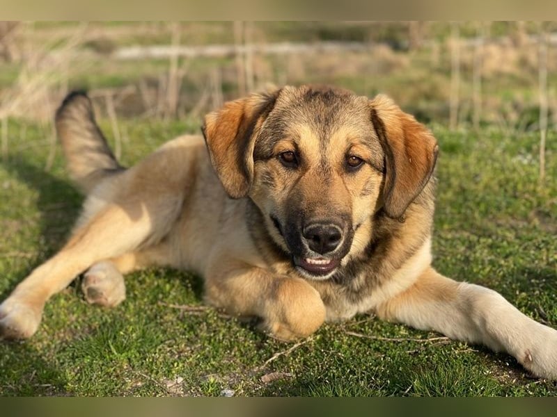 Pola, geb. ca. 09/2024, lebt in GRIECHENLAND, im städt. Tierheim Serres