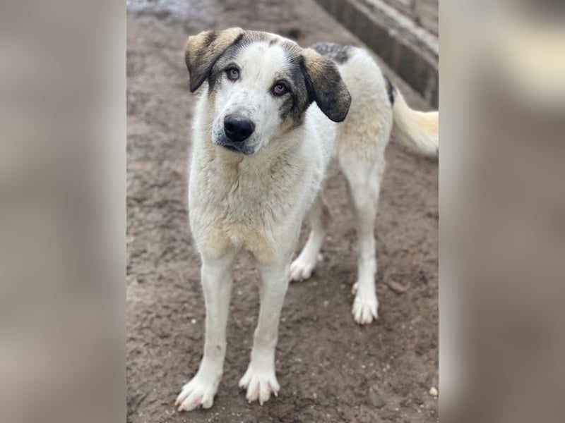 Aron, geb. ca. 02/2024, lebt in GRIECHENLAND, im städt. Tierheim Serres