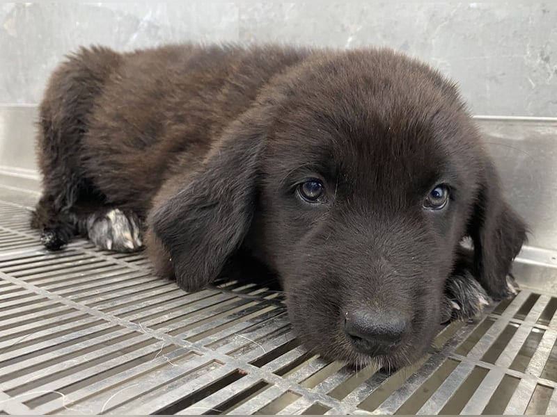 Tyrion, geb. ca. 05/2024, lebt in GRIECHENLAND, auf einer privaten Pflegestelle