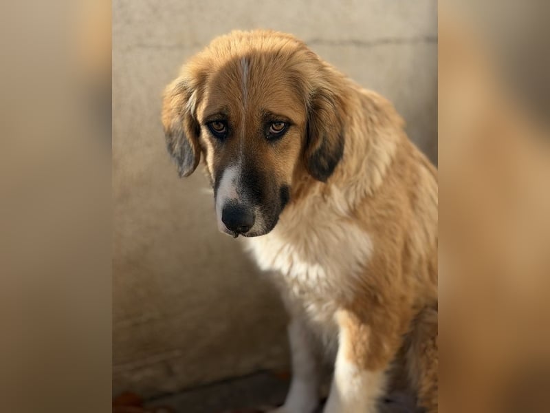 Blümchen, geb. ca. 08/2024, lebt in GRIECHENLAND, im städt. Tierheim Serres