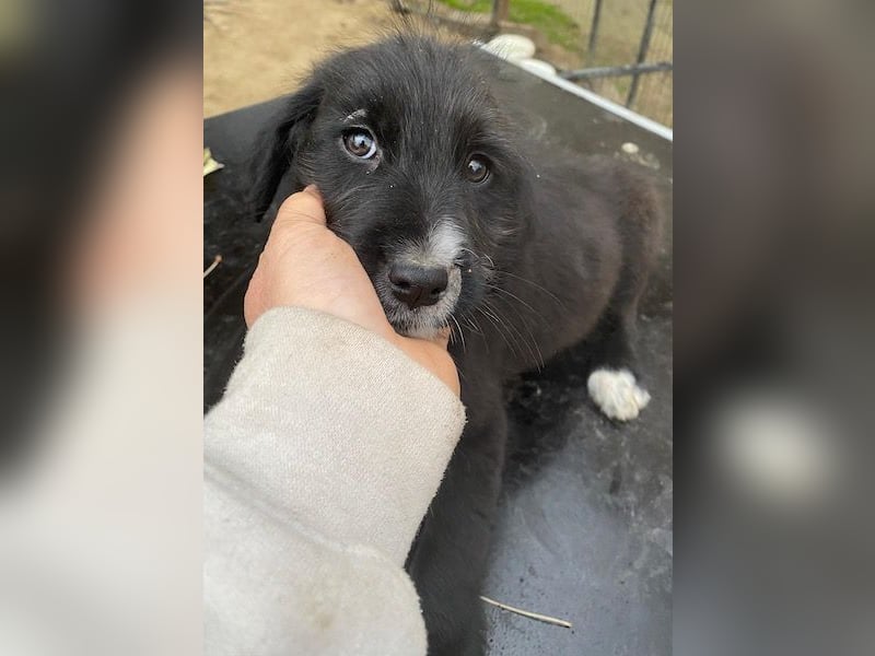 Lisbeth, geb. ca. 09/2025, lebt in GRIECHENLAND, auf einer privaten Pflegestelle