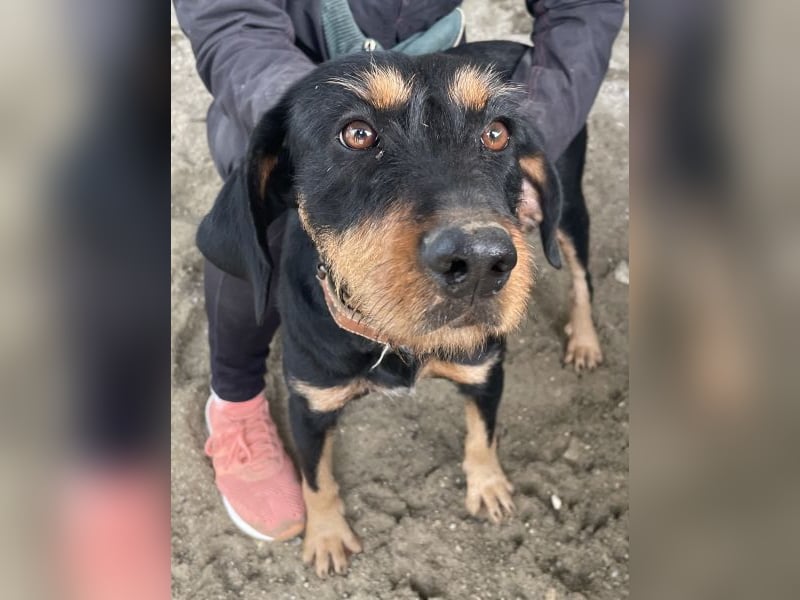 Leonarda, geb. ca. 02/2024, lebt in GRIECHENLAND, auf einer privaten Pflegestelle