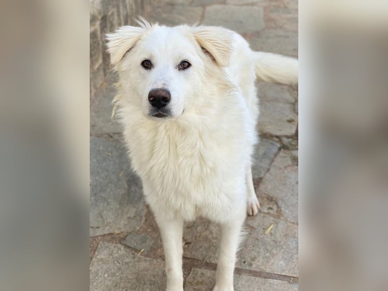 Fenri, geb. ca. 11/2023, lebt in GRIECHENLAND, auf einer privaten Pflegestelle