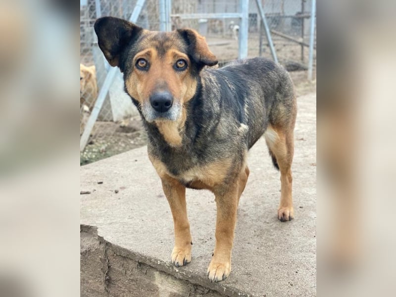 Violetta, geb. ca. 09/2018, lebt in GRIECHENLAND, im städt. Tierheim Serres