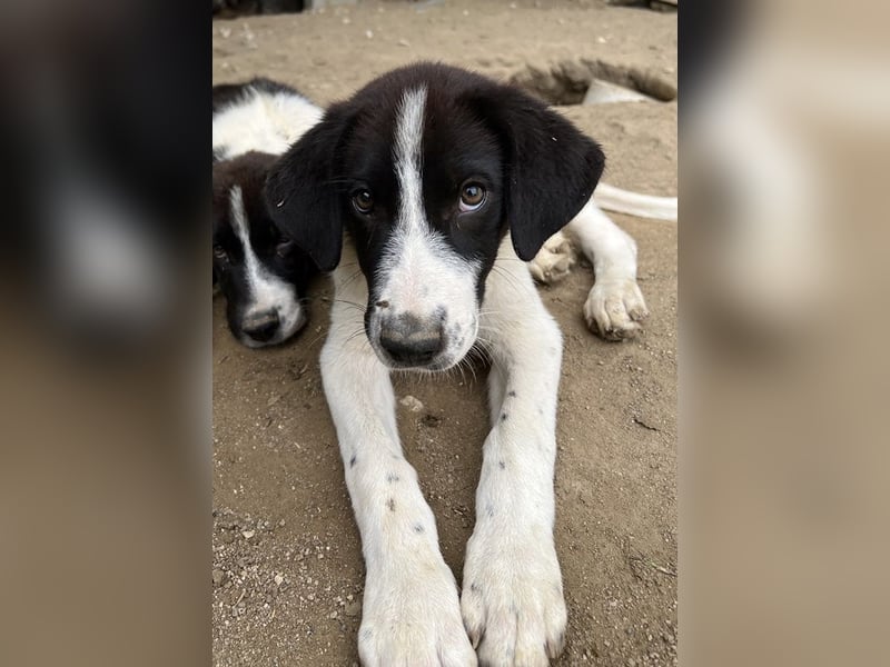 Sandor, geb. ca. 05/2024, lebt in GRIECHENLAND, auf einer privaten Pflegestelle