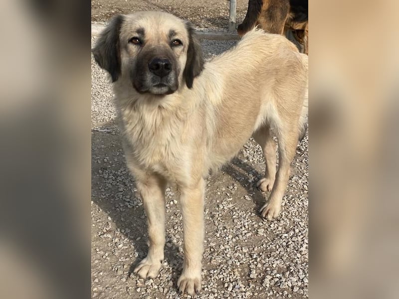 Frea, geb. ca. 02/2021, lebt in GRIECHENLAND, im städt. Tierheim Serres