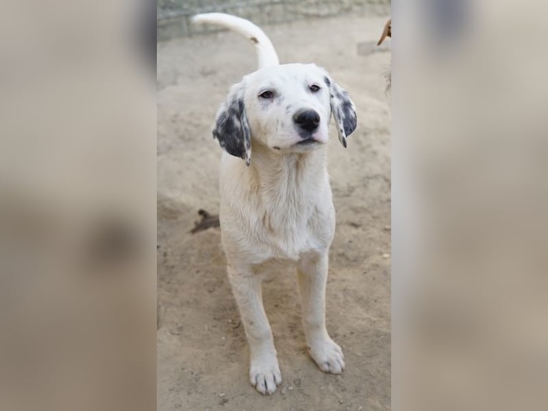 Riesling, geb. ca. 08/2025, lebt in GRIECHENLAND, auf einer privaten Pflegestelle