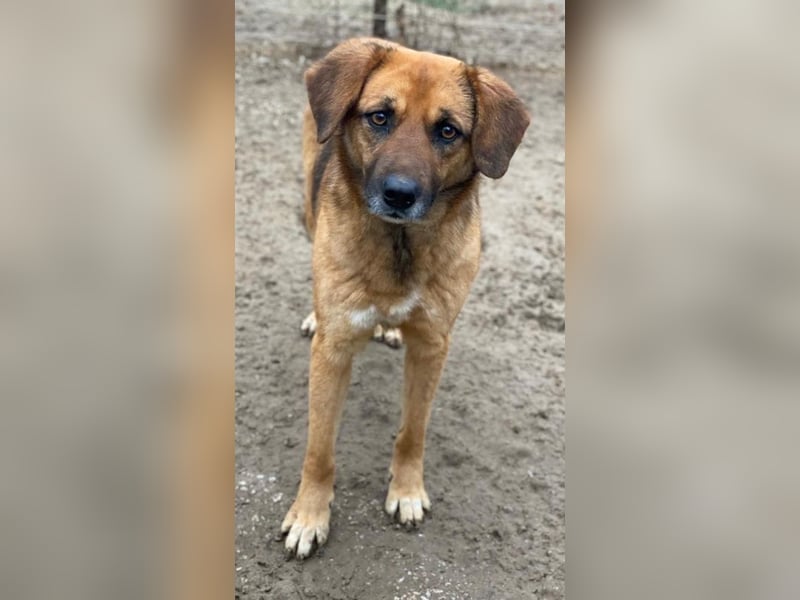 Lunia, geb. ca. 01/2022, lebt in GRIECHENLAND, im städt. Tierheim Serres