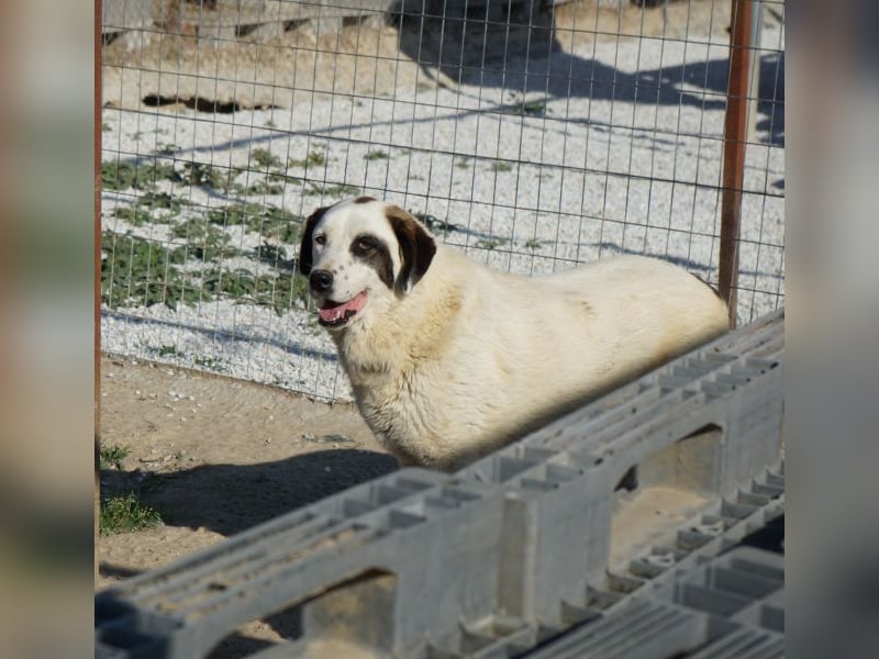 Benda, geb. ca. 06/2023, lebt in GRIECHENLAND, im städt. Tierheim Serres