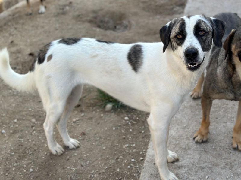 Antoya, geb. ca. 02/2024, lebt in GRIECHENLAND, im städt. Tierheim Serres