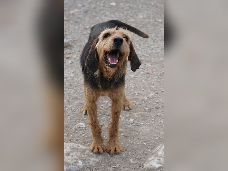 Yasko, geb. ca. 11/2022, lebt auf einer Pflegestelle in 44649 Herne