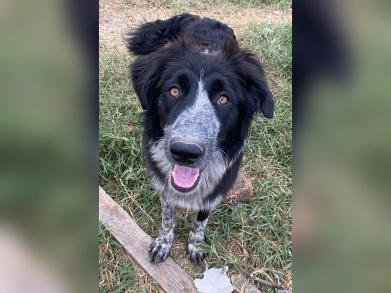 Lessa, geb. ca. 09/2022, lebt in GRIECHENLAND, im städt. Tierheim Serres