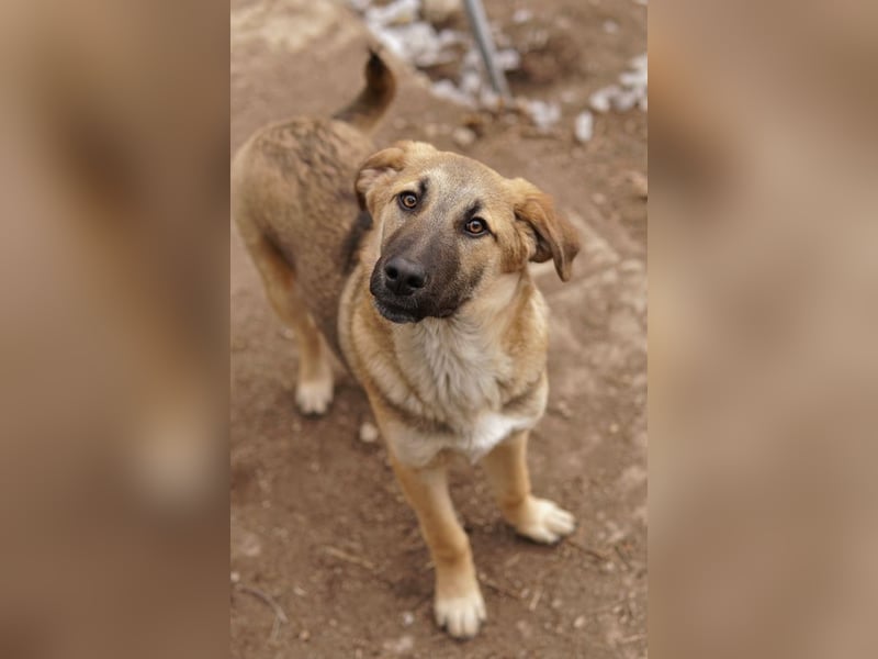 Lauser, geb. ca. 10/2023, lebt in GRIECHENLAND, auf einem Gelände, Hunde werden notdürftig versorgt