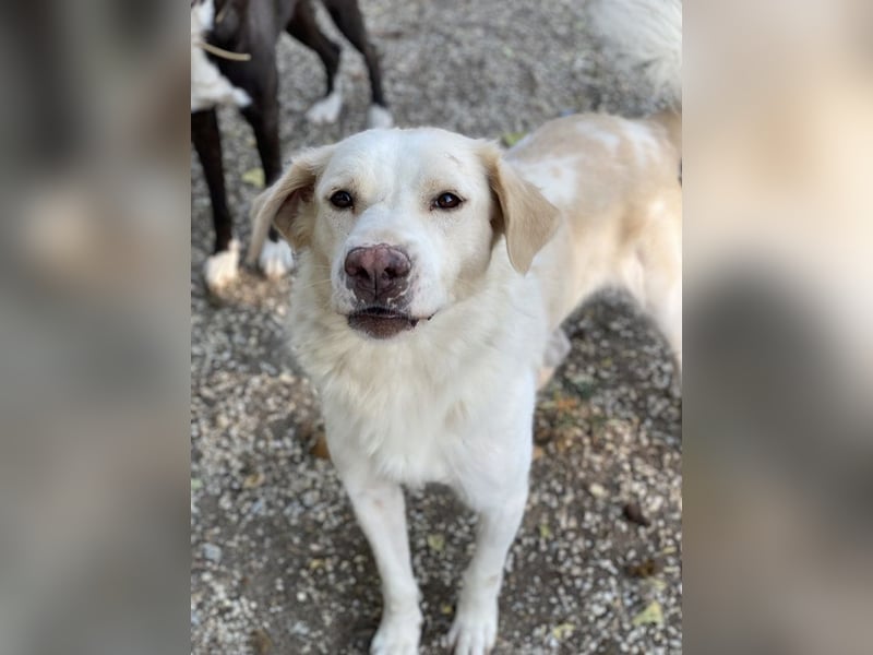 Miraz, geb. ca. 02/2023, lebt in GRIECHENLAND, im städt. Tierheim Serres