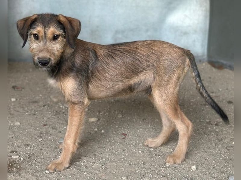 Woody, geb. ca. 02/2026, lebt in GRIECHENLAND, im städt. Tierheim Serres