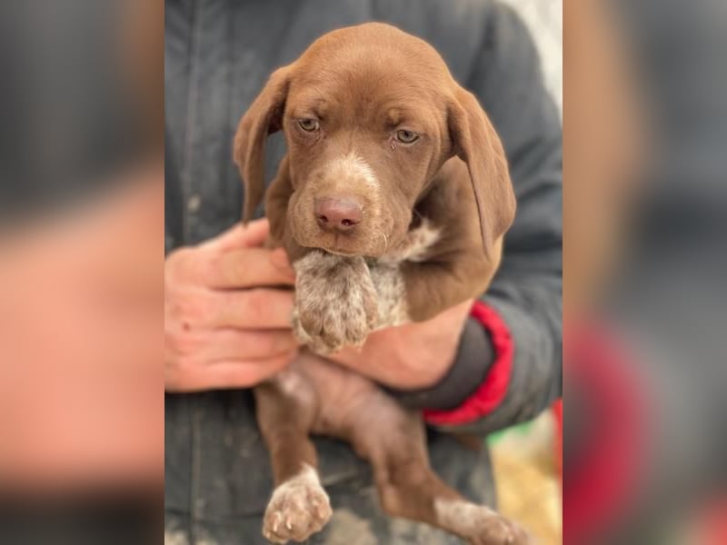 Castanea, geb. ca. 11/2025, lebt in GRIECHENLAND, auf einer privaten Pflegestelle