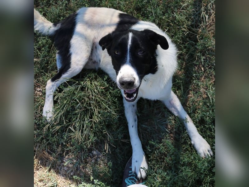 Rubin, geb. ca. 03/2019, lebt in GRIECHENLAND, im städt. Tierheim Serres