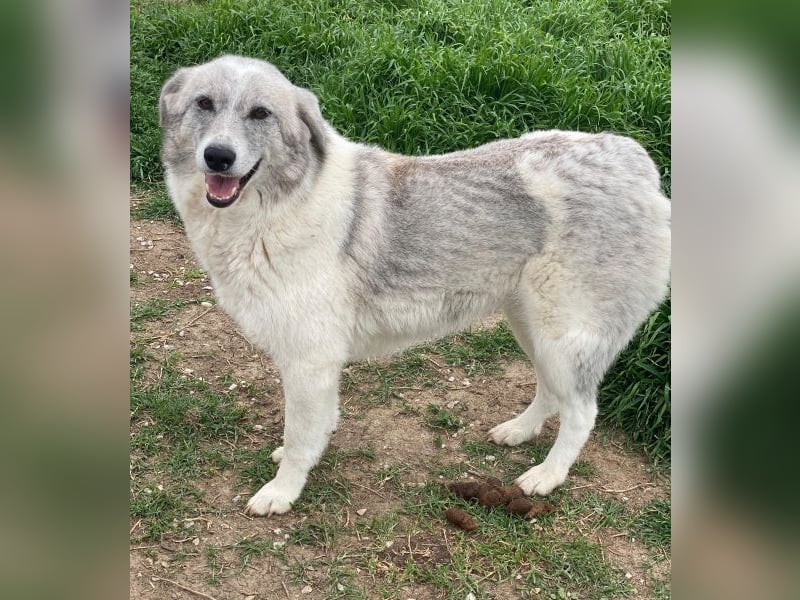 Charlina, geb. ca. 04/2021, lebt in GRIECHENLAND, im städt. Tierheim Serres
