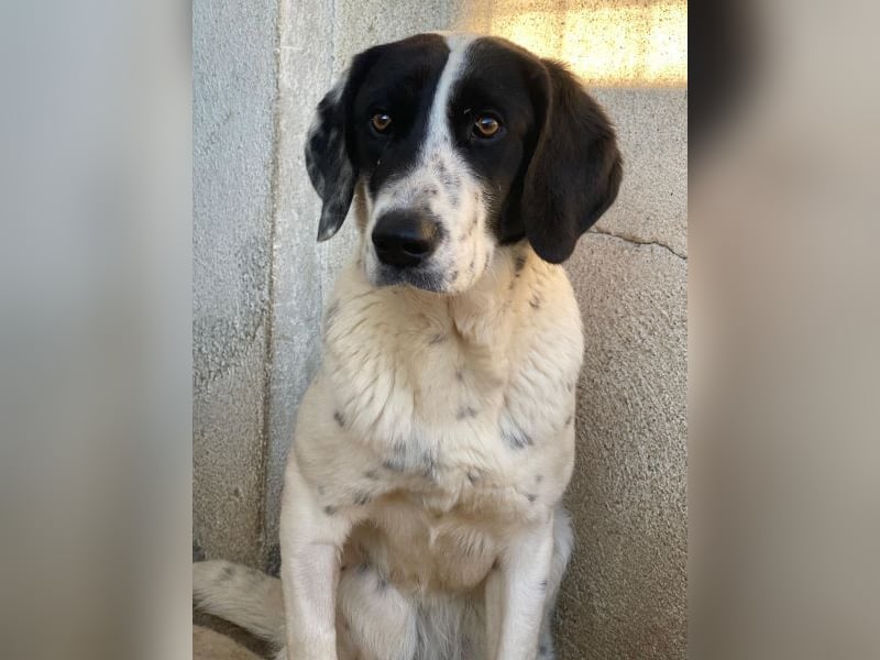 Utha, geb. ca. 02/2025, lebt in GRIECHENLAND, im städt. Tierheim Serres