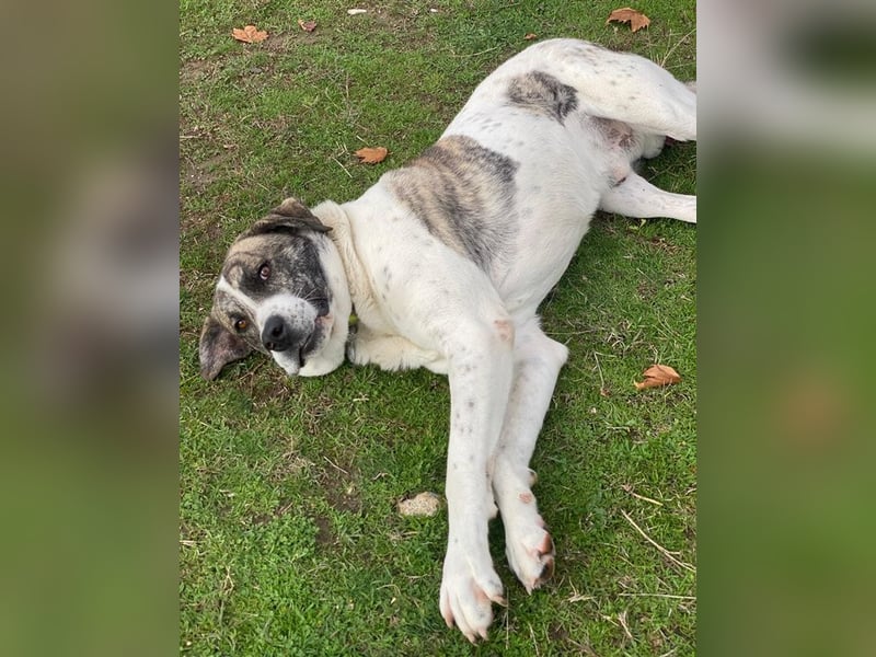 Pugsley, geb. ca. 11/2024, lebt in GRIECHENLAND, im städt. Tierheim Serres