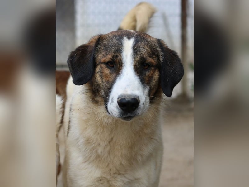 Pitt, geb. ca. 05/2021, lebt in GRIECHENLAND, im städt. Tierheim Serres