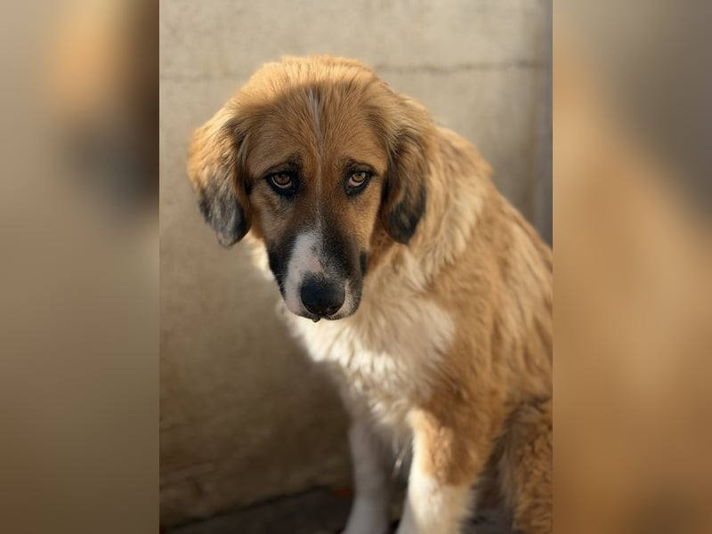 Blümchen, geb. ca. 08/2024, lebt in GRIECHENLAND, im städt. Tierheim Serres
