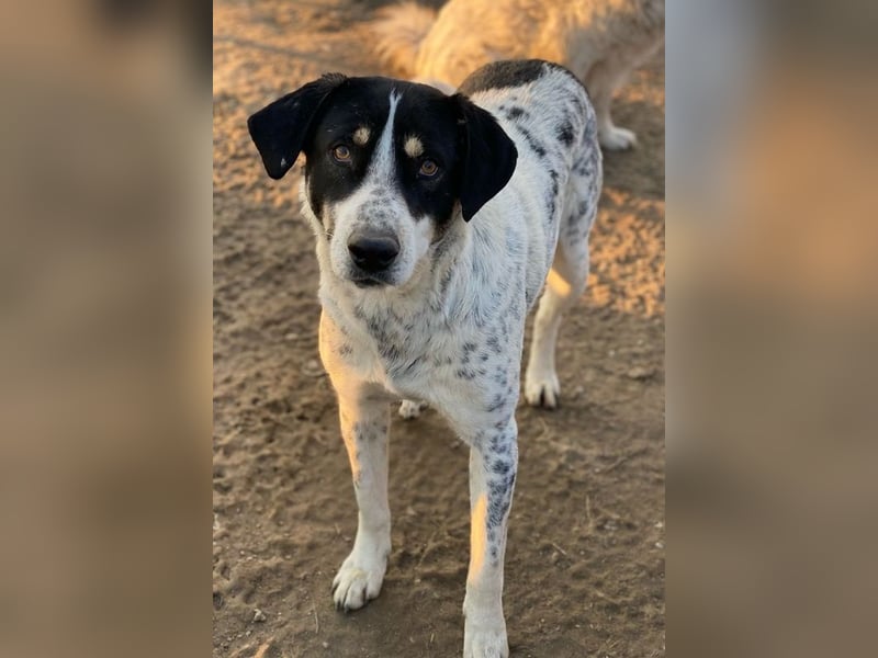 Benja, geb. ca. 05/2023, lebt in GRIECHENLAND, im städt. Tierheim Serres