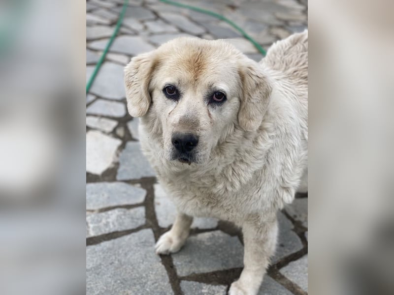 Lara, geb. ca. 05/2014, lebt in GRIECHENLAND, auf einer privaten Pflegestelle