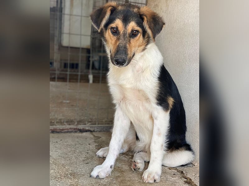 Kati, geb. ca. 03/2025, lebt in GRIECHENLAND, im städt. Tierheim Serres