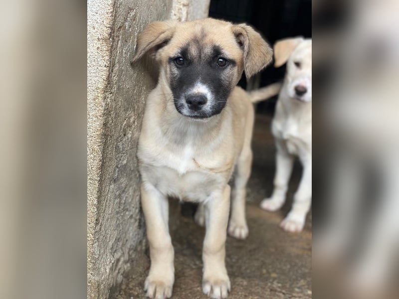 Mira, geb. ca. 12/2025, lebt in GRIECHENLAND, im städt. Tierheim Serres