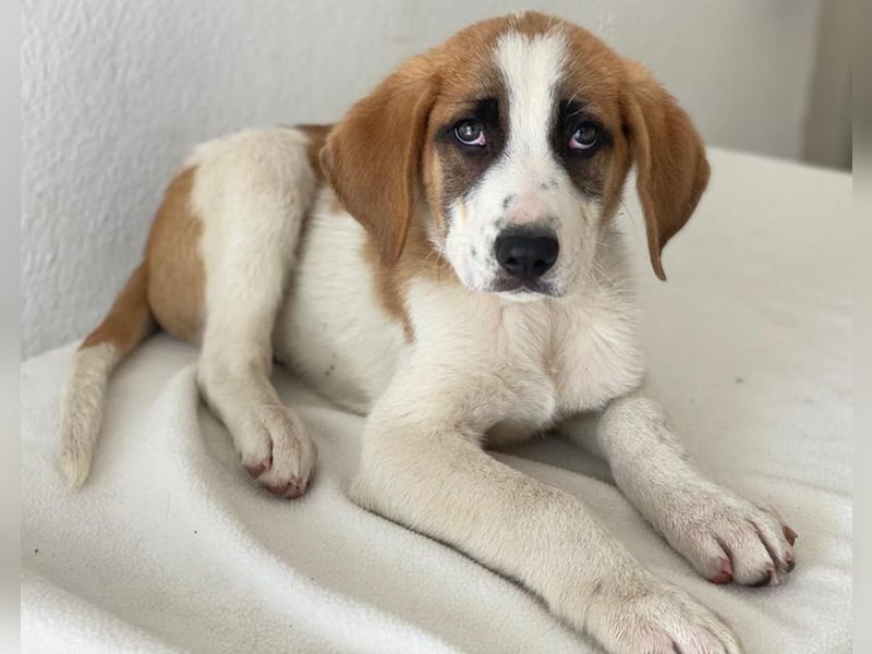 Pimock, geb. 03/2025, lebt in GRIECHENLAND, im städt. Tierheim Serres