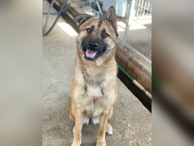 Yuki, geb. ca. 03/2025, lebt in GRIECHENLAND, im städt. Tierheim Serres