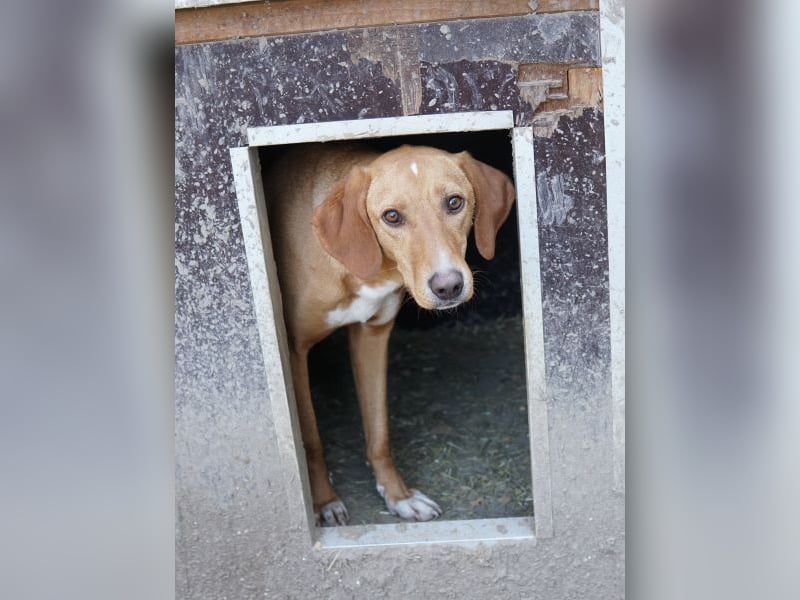 Gitano, geb. ca. 01/2024, lebt in GRIECHENLAND, auf einer privaten Pflegestelle