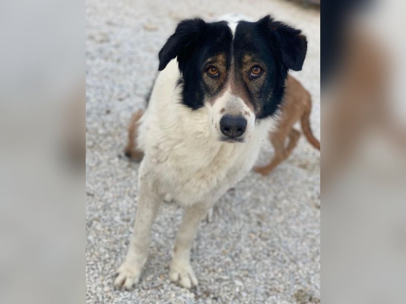 Xalia, geb. ca. 03/2018, lebt in GRIECHENLAND, im städt. Tierheim Serres