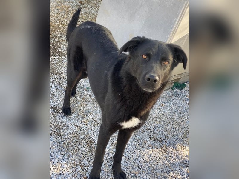 Acero, geb. ca. 01/2019, lebt in GRIECHENLAND, im städt. Tierheim Serres