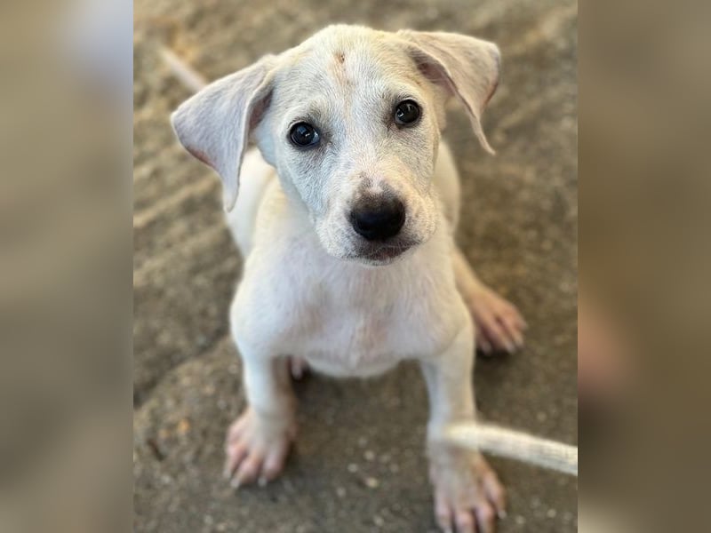 Lily, geb. ca. 05/2026, lebt in GRIECHENLAND, im städt. Tierheim Serres