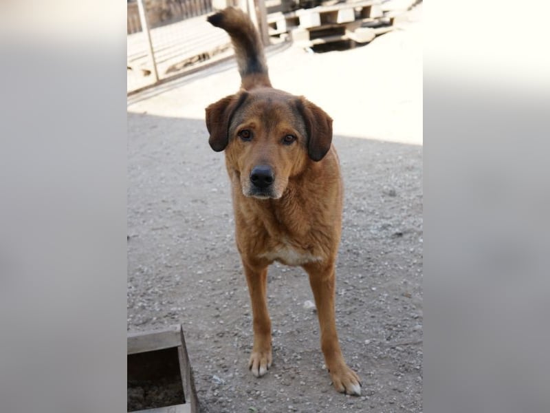 Mikosch, geb. ca. 01/2024, lebt in GRIECHENLAND, im städt. Tierheim Serres