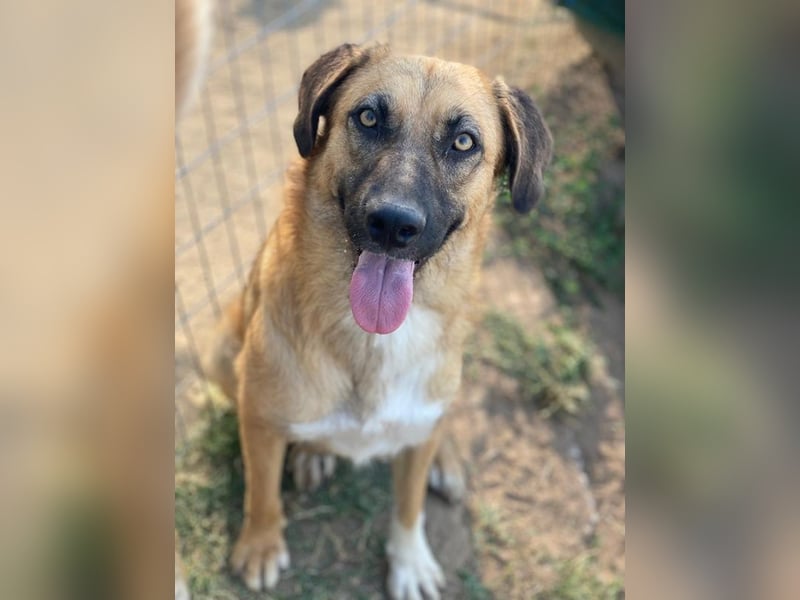 Stübi, geb. ca. 05/2023, lebt in GRIECHENLAND, im städt. Tierheim Serres