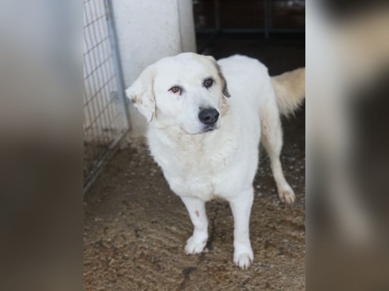 Bruna, geb. ca. 12/2020, lebt in GRIECHENLAND, im städt. Tierheim Serres