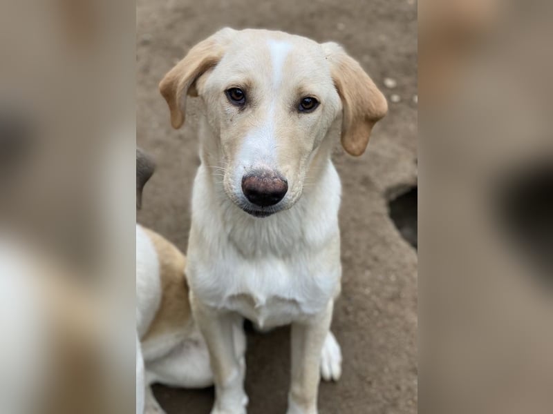 Sheldon, geb. ca. 11/2023, lebt in GRIECHENLAND, im städt. Tierheim Serres