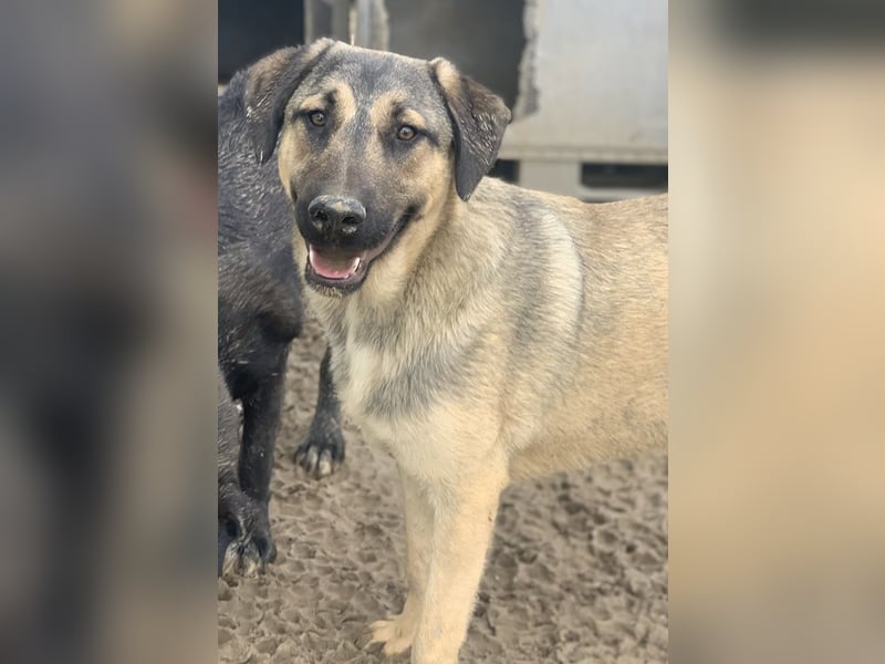 Liam, geb. ca. 09/2022, lebt in GRIECHENLAND, im städt. Tierheim Serres